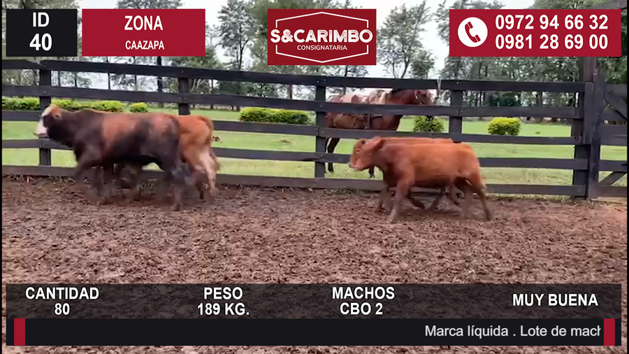 Lote TERNEROS CBO 2