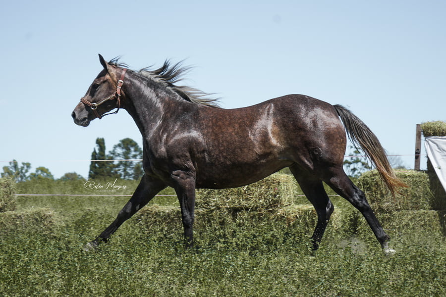 Lote HAS DINASTY BOOMNAL CACH