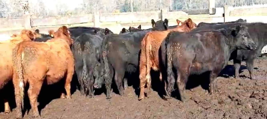 Lote 22 Vaquilla Engorda en XIV Región Los Ríos, Río Bueno