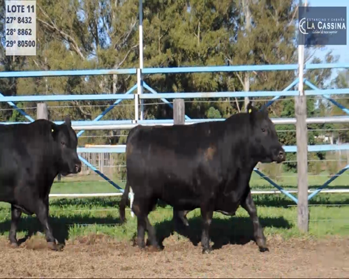Lote TOROS ANGUS PC