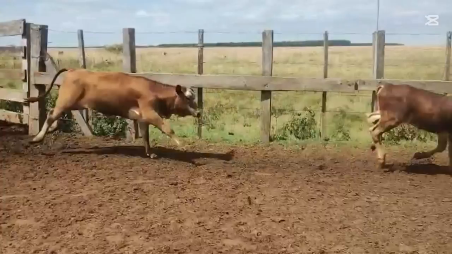 Lote 155 Terneros/as