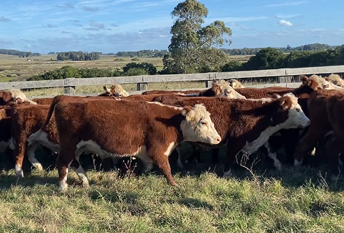 Lote El Puesto - Zambrano y Cía