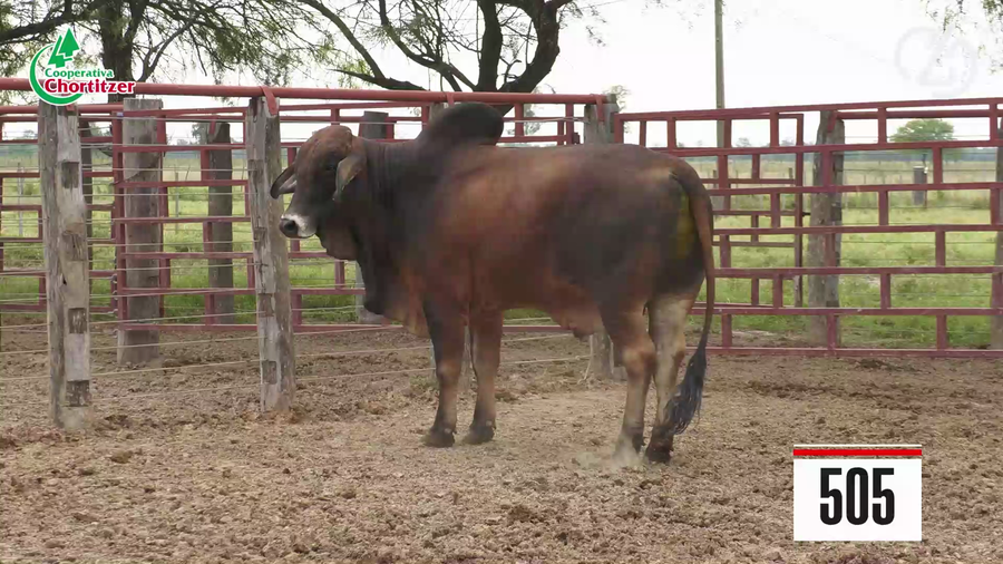 Lote Brahman