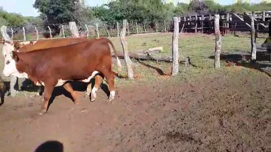 Lote 14 Novillitos y vaquillonas en Corrientes, Mercedes