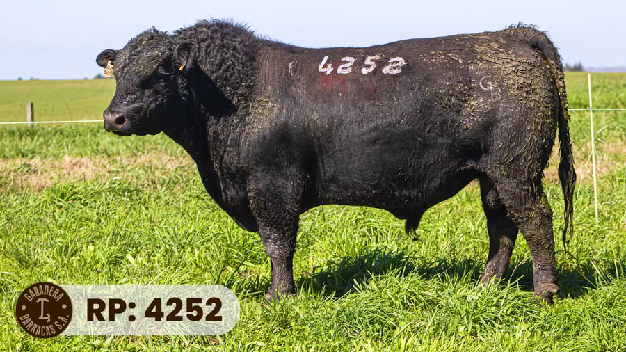 Lote RP 4252
