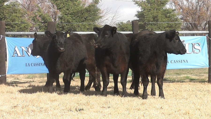 Lote VAQUILLONAS ANGUS NEGRAS PC PREÑADAS PARICION PRIMAVERA