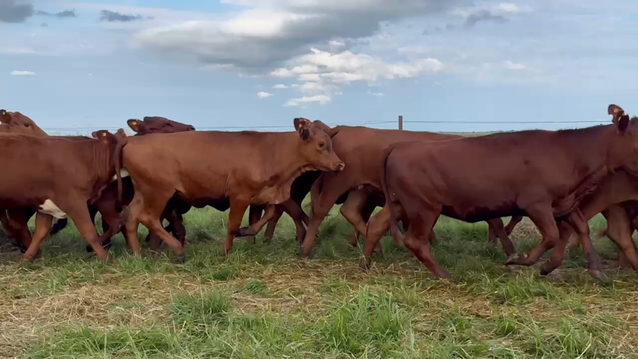 Lote 65 Terneras en Corrientes, Chavarría