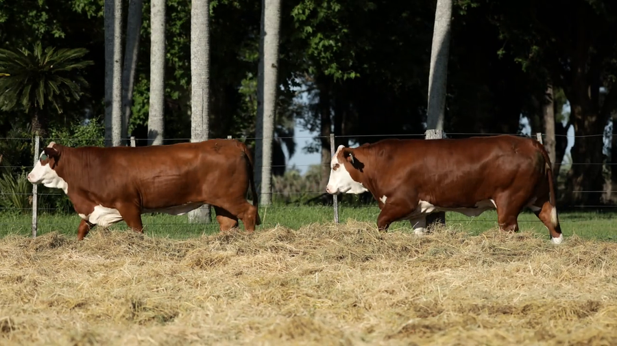 Lote Vaquilla Preñada TE