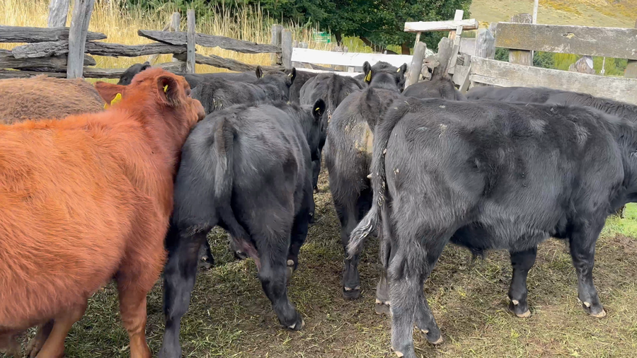 Lote 25 Ternero en Coyhaique, XI Región Aysén