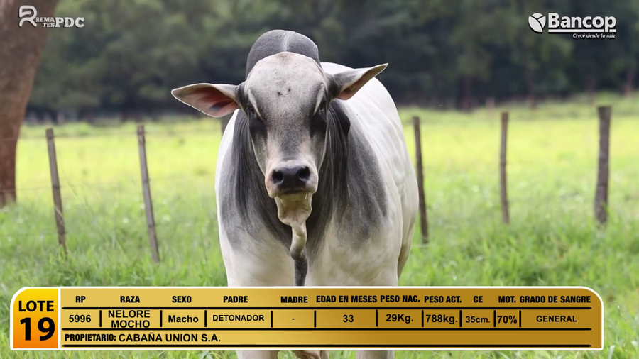 Lote Toros NELORE MOCHO a remate en Jueves 29 de mayo- Remates PDC, San Pedro