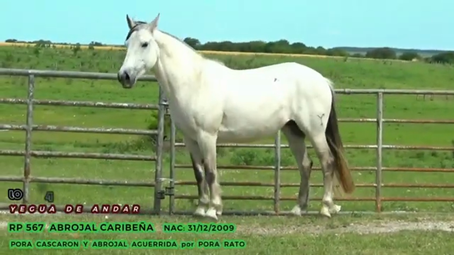 Lote Abrojal Caribeña