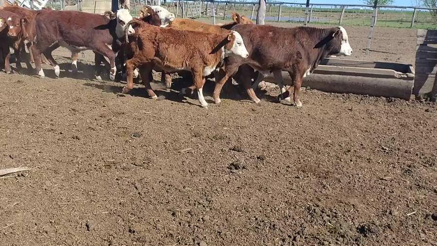Lote 56 Terneros Brangus colorado, Hereford, Limangus y cruzas en Quebracho Herrado, Córdoba