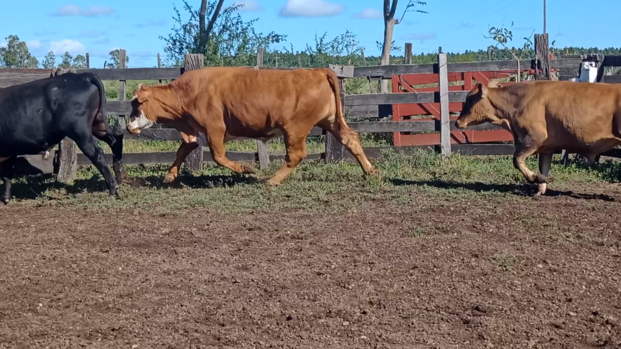 Lote 30 Novillo Consumo