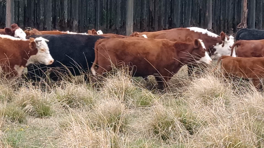Lote 70 Vientres preñados en Corrientes, Curuzu Cuatia