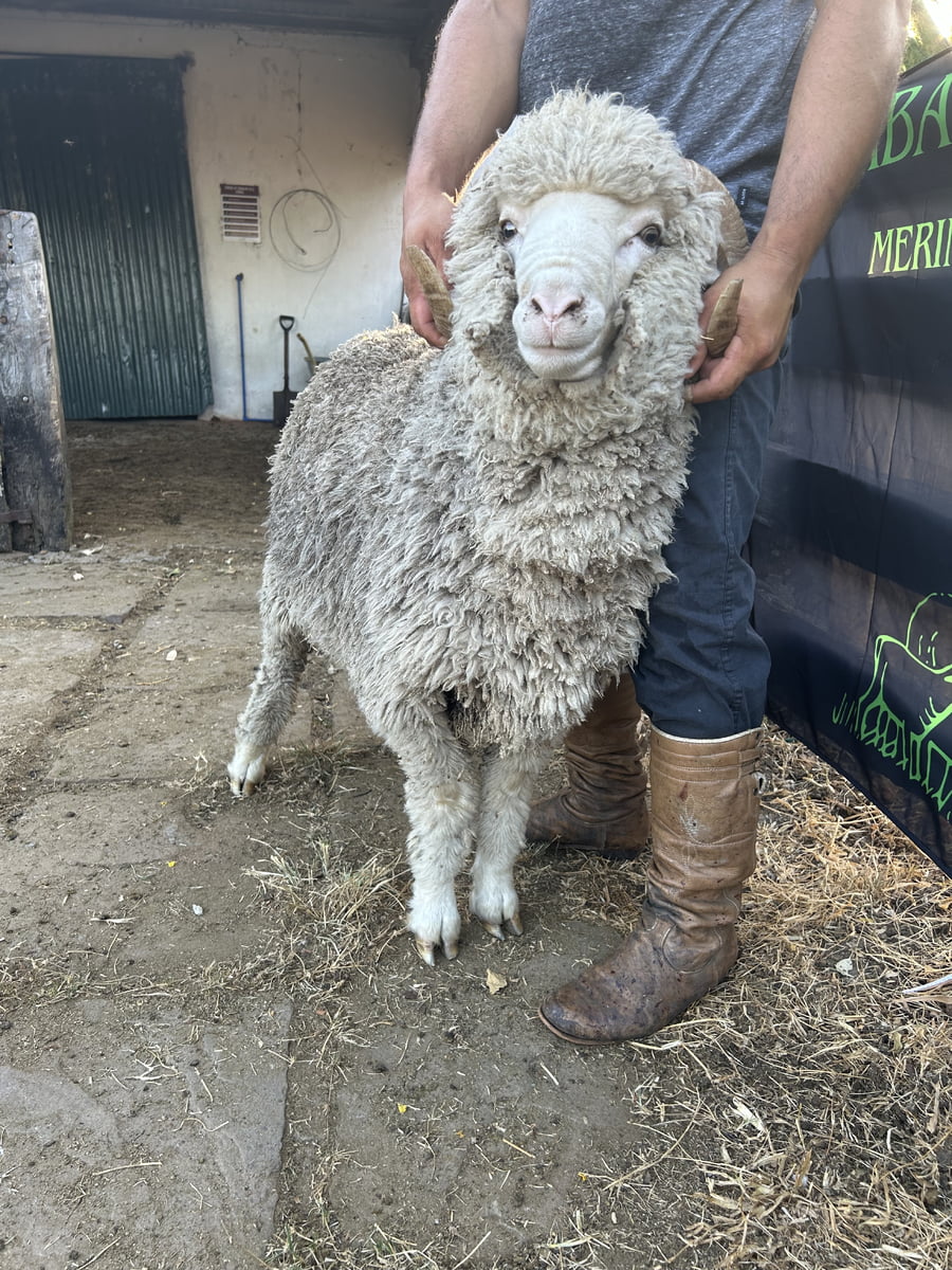 Lote Borrego 2D (MO: Si)