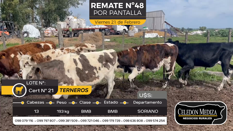 Lote 13 Terneros en Cuchilla del Perdido, Soriano