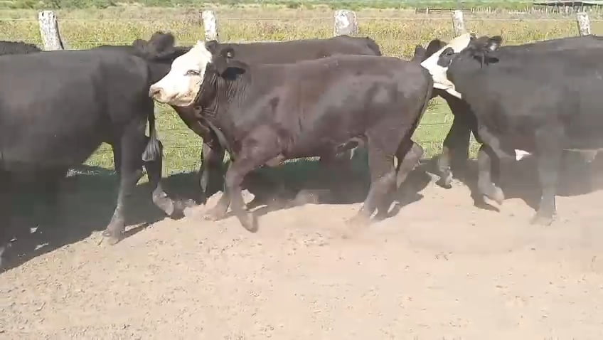 Lote 100 Novillos en Corrientes, Curuzu Cuatia