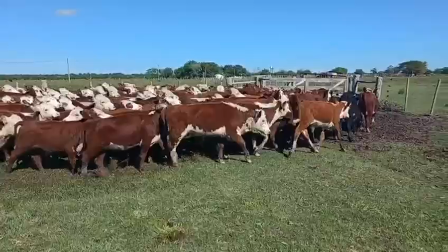 Lote 110 Terneros/as en Entre Ríos, San José de Feliciano