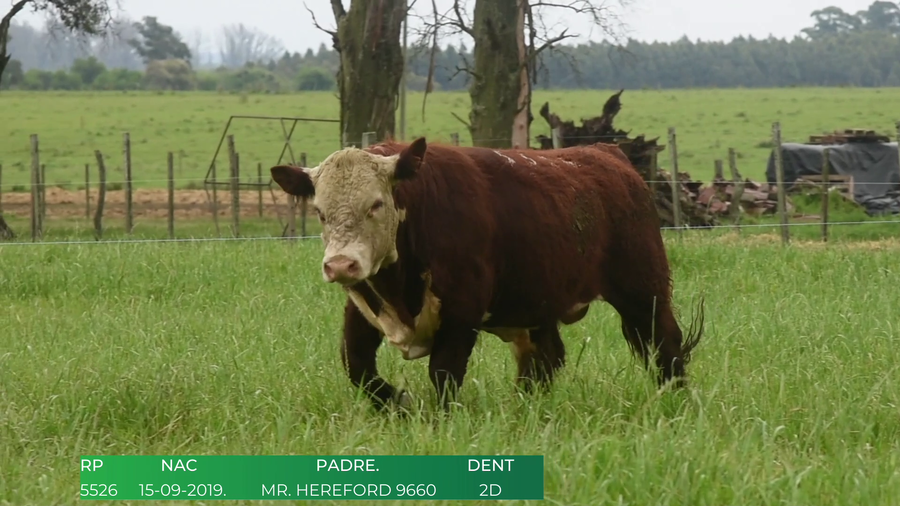Lote Toros POLLED HEREFORD a remate en 4º  Remate  Anual Cabaña El Treból en Liga de Trabajo de Guichón