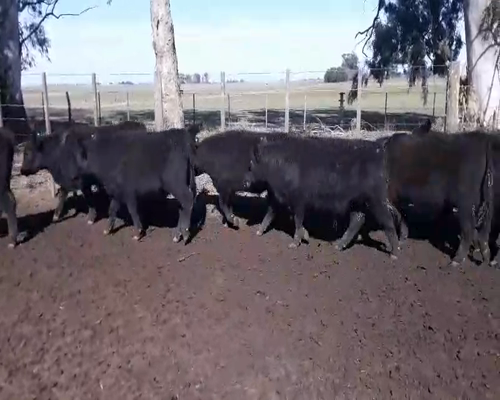 Lote 50 Novillitos en Coronel Suarez, Buenos Aires