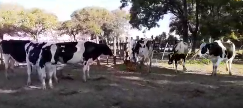 Lote 6 Vaquillonas en Suipacha, Buenos Aires