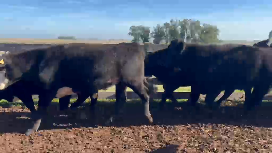Lote 45 Novillos a remate en Feria General - Cardozo Negocios Rurales 421kg - , Rivera