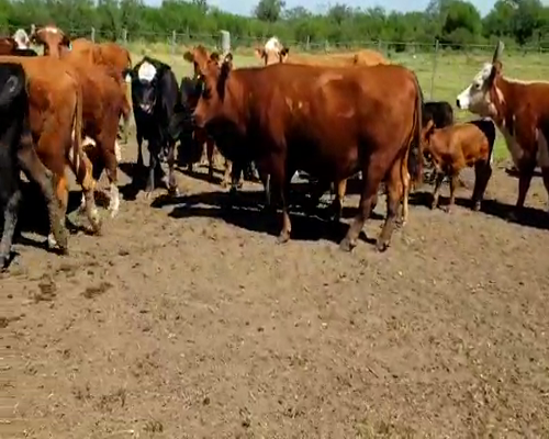 Lote 26 Vacas CUT con cría en Villaguay, Entre Ríos