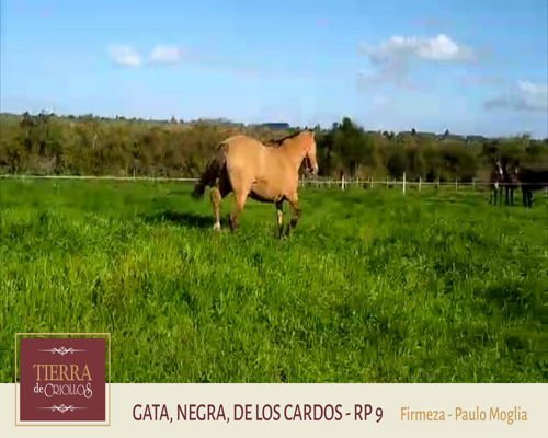 Lote Gata Negra (RP 09) - Cabaña Firmeza