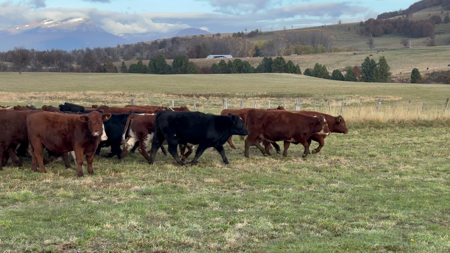 Lote 52 Novillo Engorda en XI Región Aysén, Coyhaique