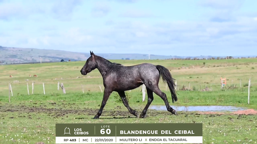 Lote BLANDENGUE DEL CEIBAL