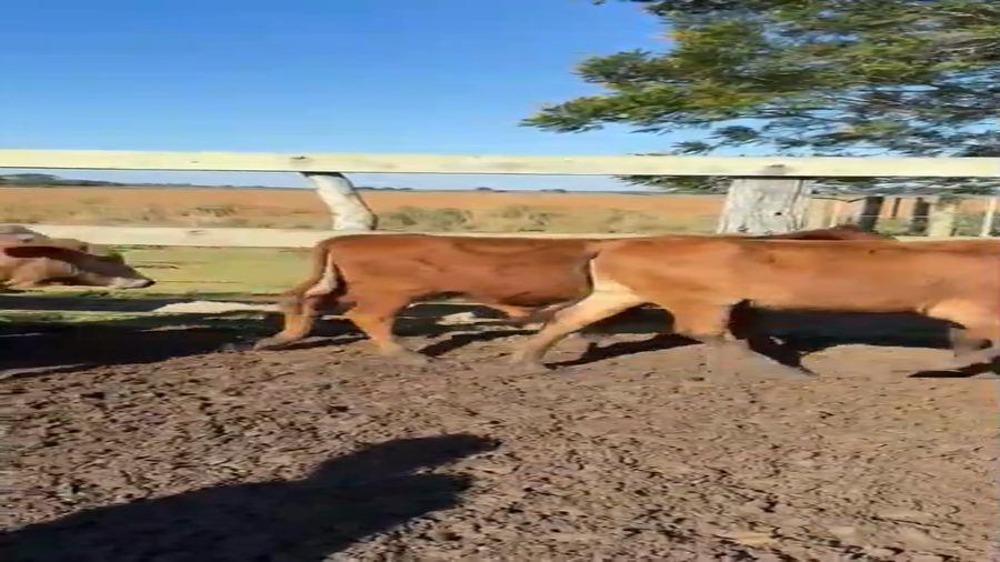 Lote 40 Terneros/as
