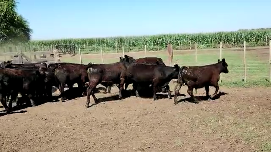 Lote 59 Terneros en Pehuajó, Buenos Aires