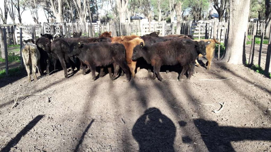 Lote 25 Terneras en Gral. Lamadrid, Buenos Aires