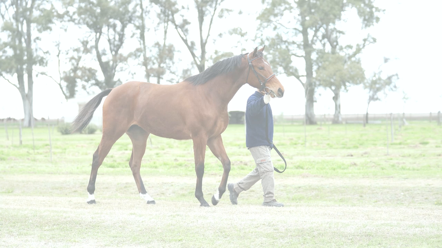 Lote ONE FINE DAY (COOL DAY -  COSTA AFRO)