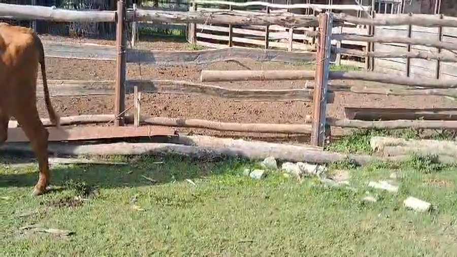Lote VACAS PREÑADAS