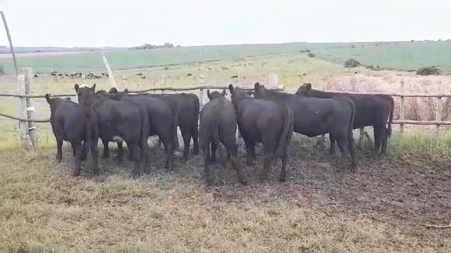 Lote 8 Terneras ANGUS a remate en #43 Pantalla Carmelo  270kg -  en EL CHILENO