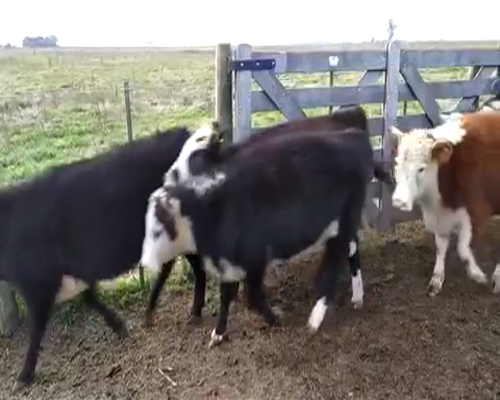 Lote 48 Terneras en Lobos, Buenos Aires