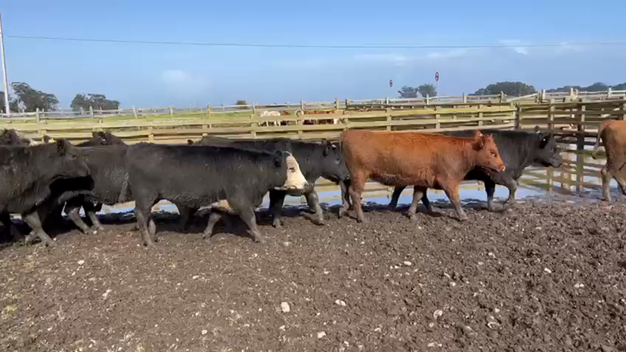 Lote 20 Vaquilla Gorda en Saavedra, IX Región Araucanía