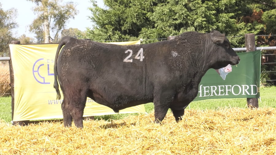Lote TOROS ANGUS PURO CONTROLADO
