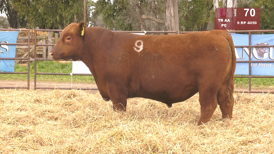 Lote TOROS ANGUS COLORADOS  PC