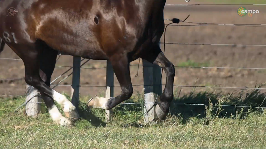 Lote LA ROSADA LEOPARDO