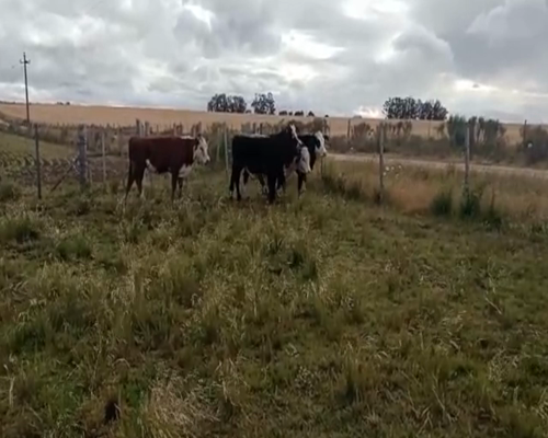 Lote (Vendido)4 Terneros CRUZA BRAFORD a remate en 2da Pantalla ENTRE MARTILLOS 270kg -  en CARRETA QUEMADA