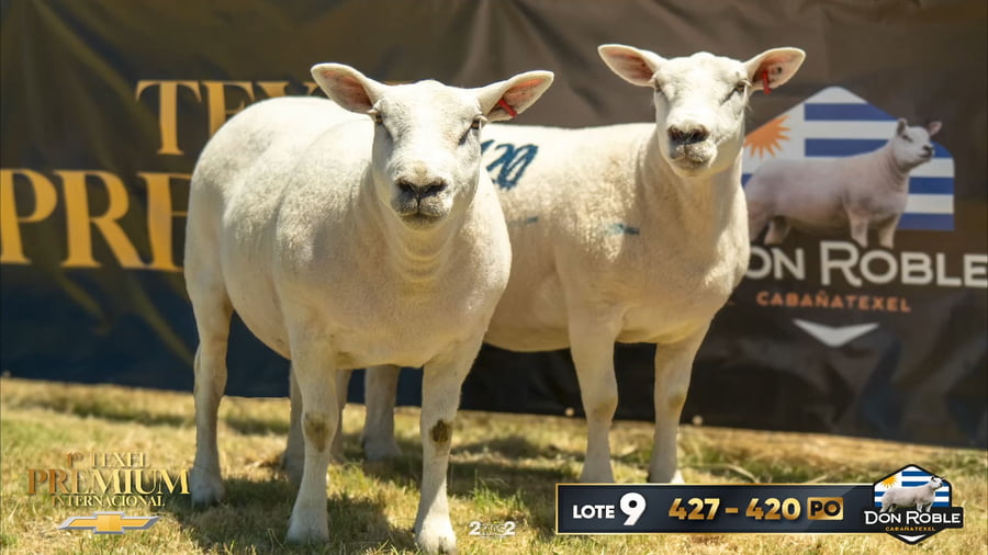 Lote 2 Borregas a remate en 1º Texel Premium Internacional, Canelones