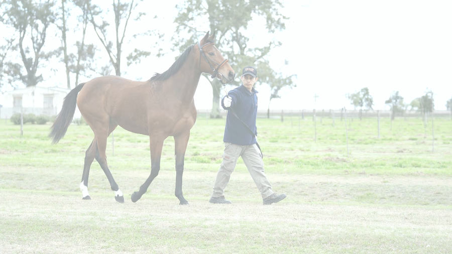 Lote DOBLA LA REINA (KING GUILLERMO -  DOBLE O NADA)