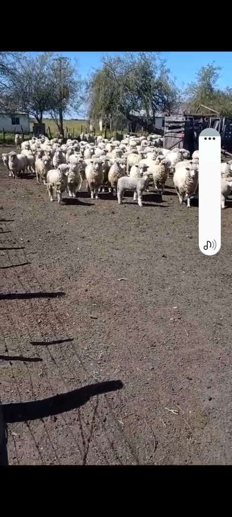 Lote 115 Hembra PP en Villaguay, Entre Ríos