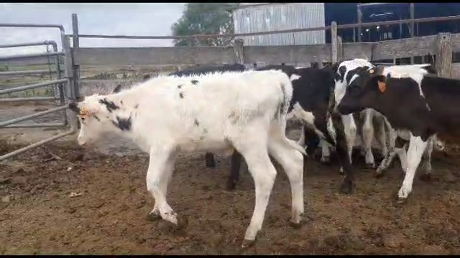 Lote 6 terneros holando