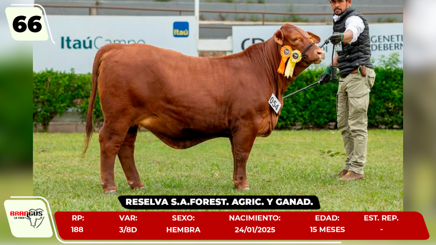 Lote LOTE 66