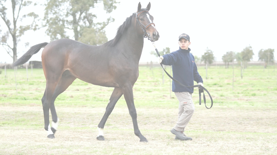 Lote MIRABALLES (NICODEMUS -  LA TREMOILLE)