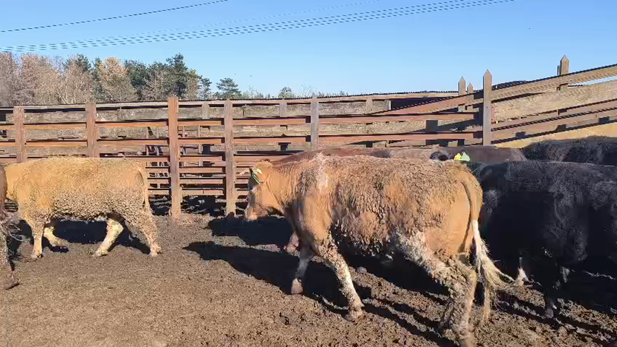 Lote 20 Novillo Gordo en Los Ángeles, VIII Región Biobío