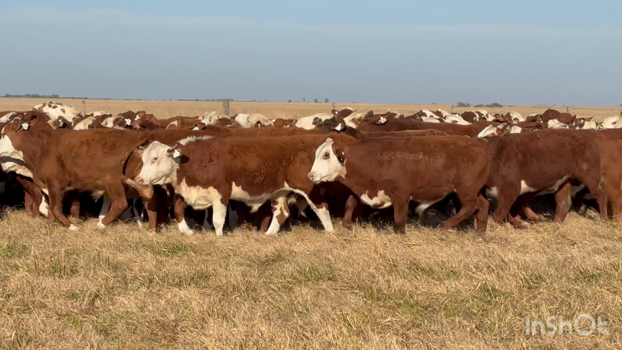 Lote 109 Terneros en Corrientes, Chavarría